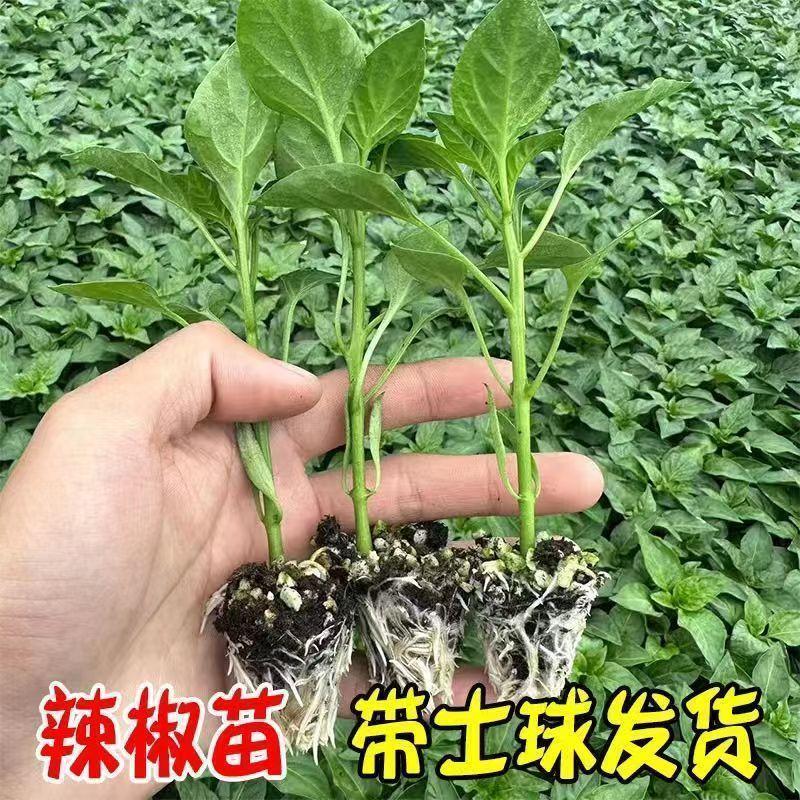 螺丝辣苗，线椒苗抗病毒欢迎实地考察价格有品种权。