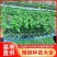 螺丝辣苗，线椒苗抗病毒欢迎实地考察价格有品种权。