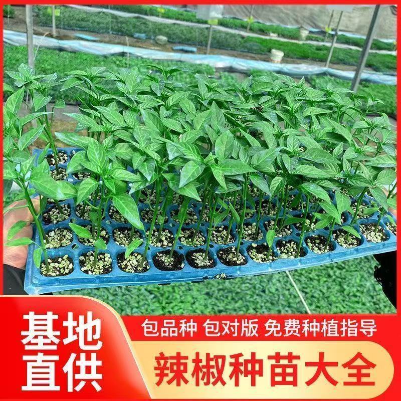 螺丝辣苗，线椒苗抗病毒欢迎实地考察价格有品种权。