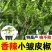 螺丝辣苗，线椒苗抗病毒欢迎实地考察价格有品种权。