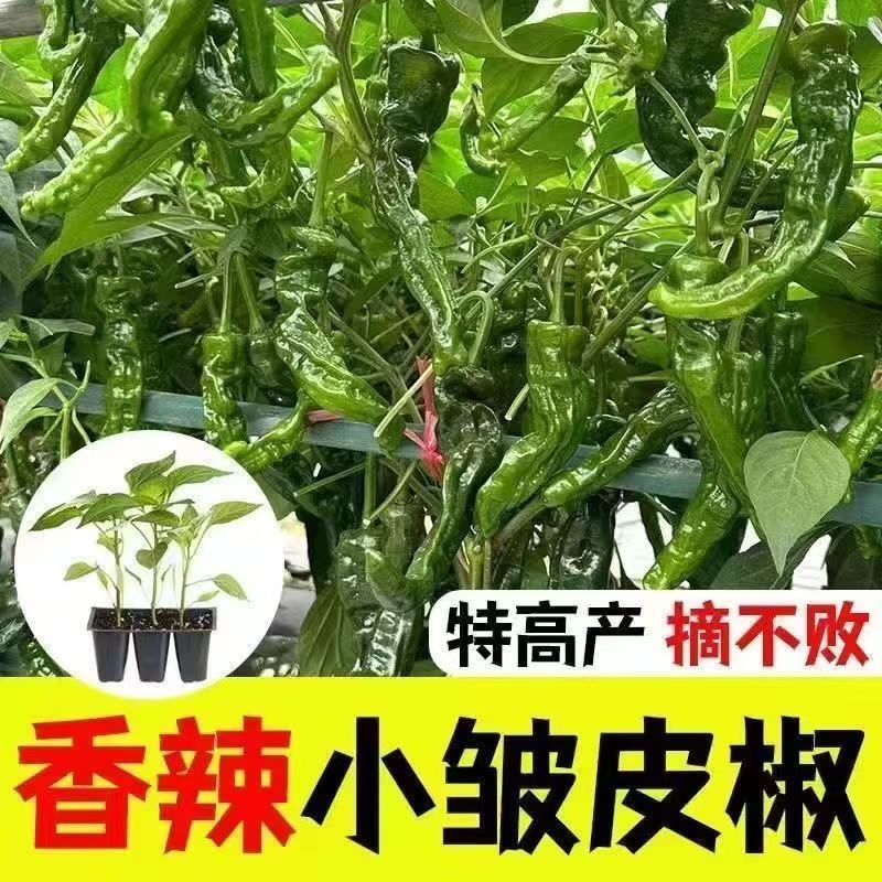 螺丝辣苗，线椒苗抗病毒欢迎实地考察价格有品种权。