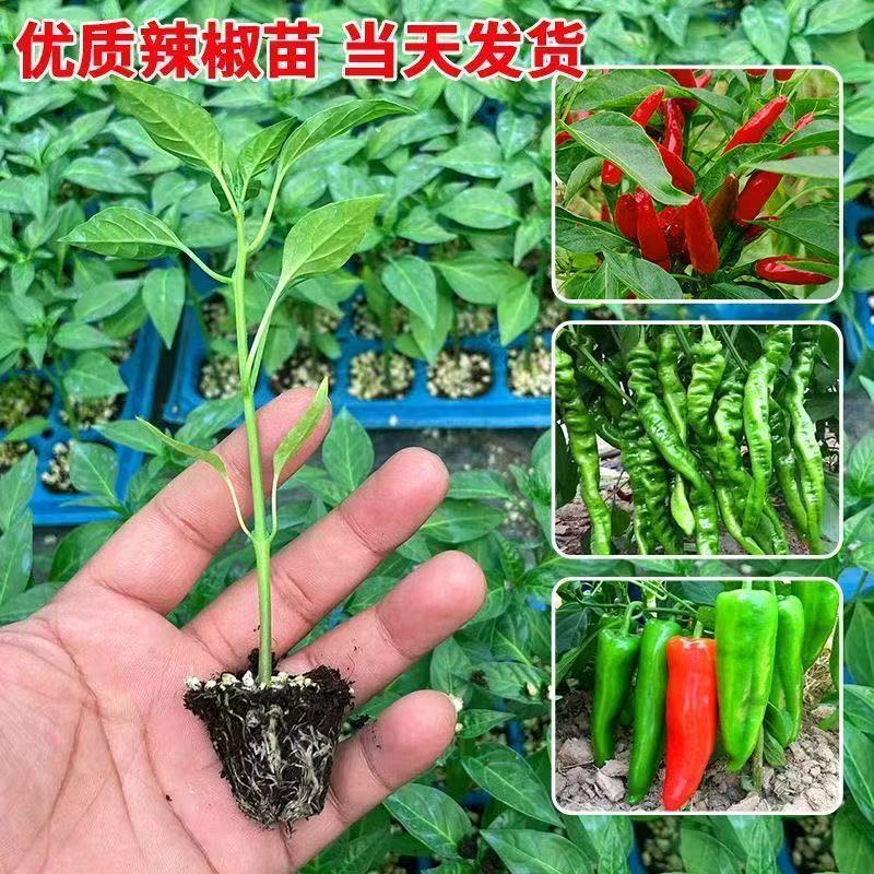 螺丝辣苗，线椒苗抗病毒欢迎实地考察价格有品种权。