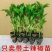 螺丝辣苗，线椒苗抗病毒欢迎实地考察价格有品种权。