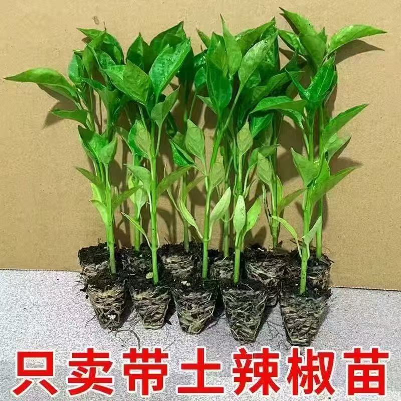 螺丝辣苗，线椒苗抗病毒欢迎实地考察价格有品种权。