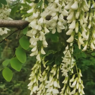甘肃洋槐花