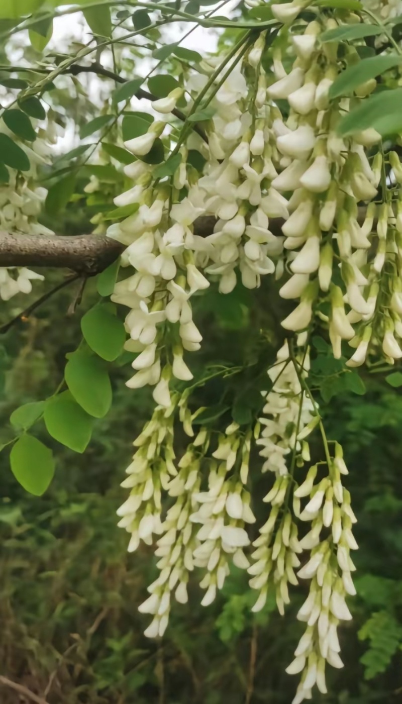 甘肃洋槐花
