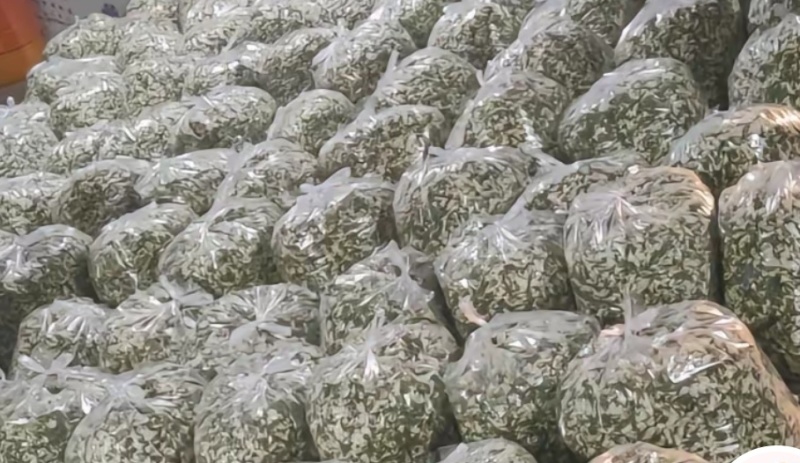甘肃洋槐花
