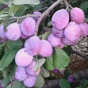 西梅，法兰西
