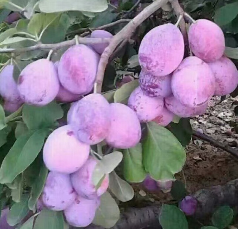 西梅，法兰西