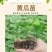 黄瓜秧苗水果黄瓜苗