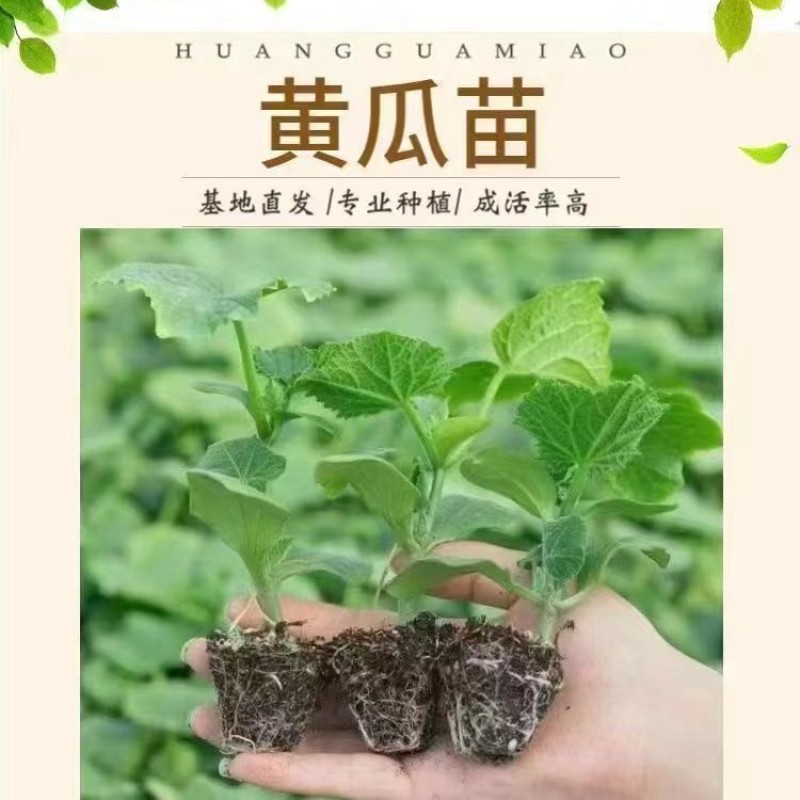 黄瓜秧苗水果黄瓜苗