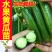 黄瓜秧苗水果黄瓜苗