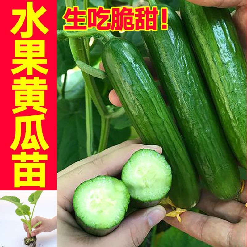 黄瓜秧苗水果黄瓜苗