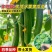 黄瓜秧苗水果黄瓜苗