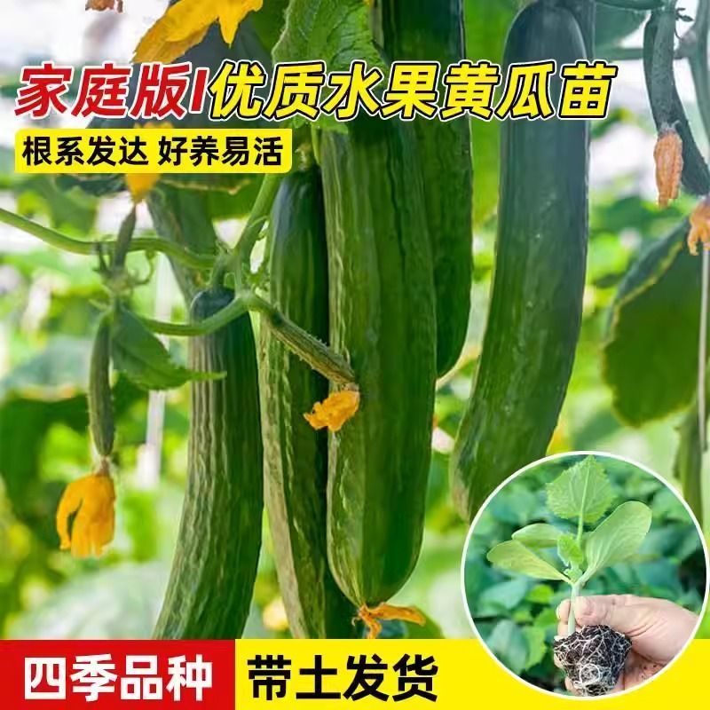 黄瓜秧苗水果黄瓜苗