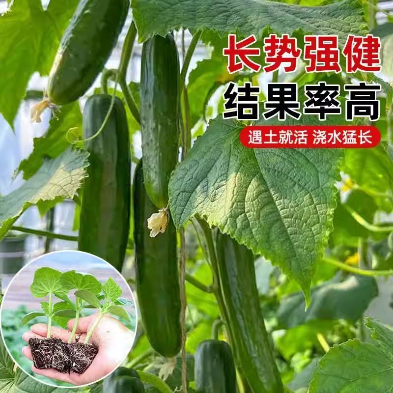 黄瓜秧苗水果黄瓜苗