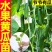 黄瓜秧苗水果黄瓜苗