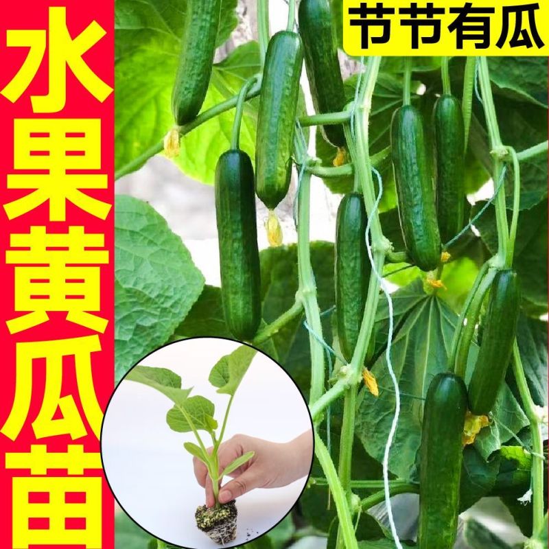黄瓜秧苗水果黄瓜苗