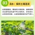 黄瓜秧苗水果黄瓜苗