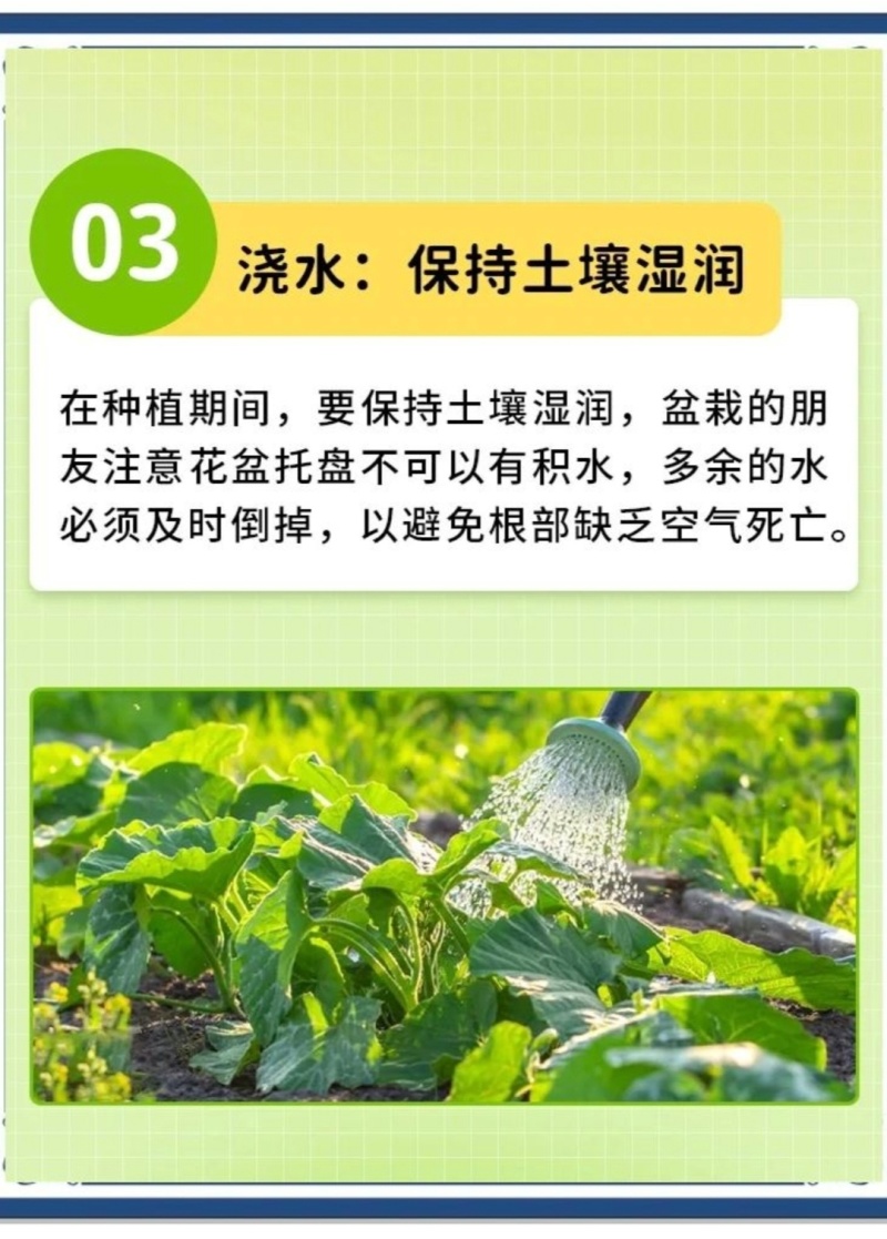 黄瓜秧苗水果黄瓜苗