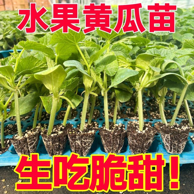 黄瓜秧苗水果黄瓜苗
