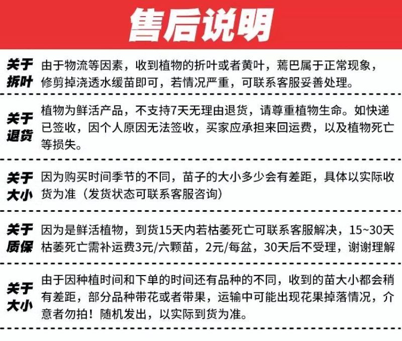 黄瓜秧苗水果黄瓜苗