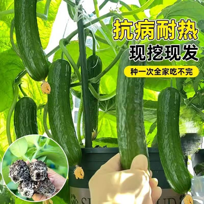 黄瓜秧苗水果黄瓜苗
