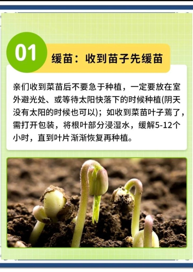 黄瓜秧苗水果黄瓜苗