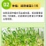 黄瓜秧苗水果黄瓜苗