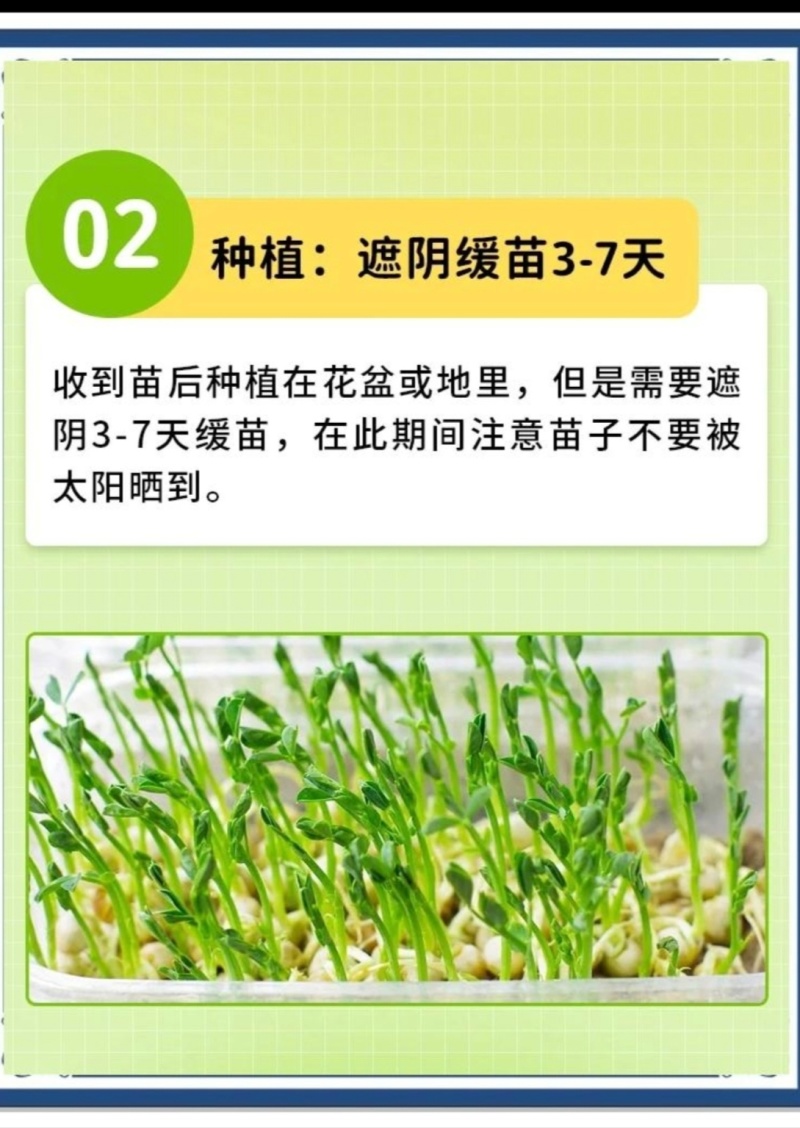 黄瓜秧苗水果黄瓜苗