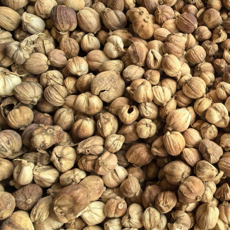 白蔻白豆蔻统货质量保证价格实惠