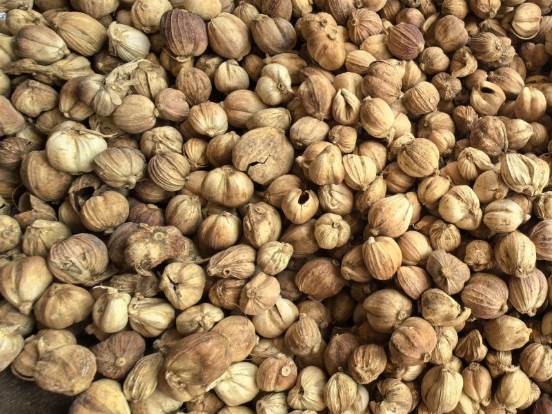 白蔻白豆蔻统货质量保证价格实惠