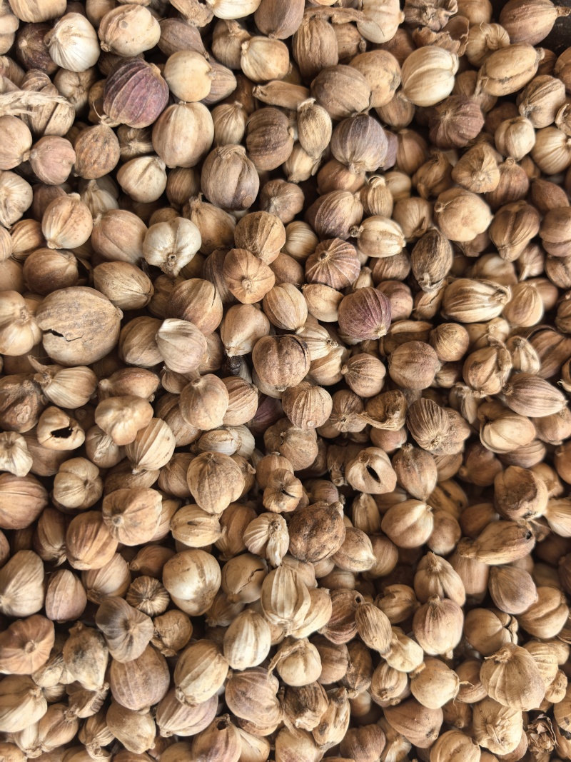 白蔻白豆蔻统货质量保证价格实惠