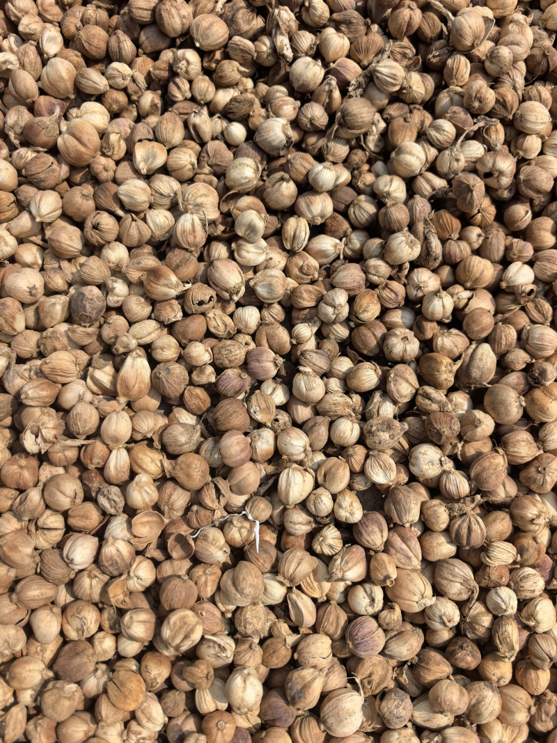 白蔻白豆蔻统货质量保证价格实惠
