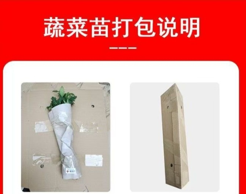 苦瓜苗