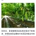 苦瓜苗
