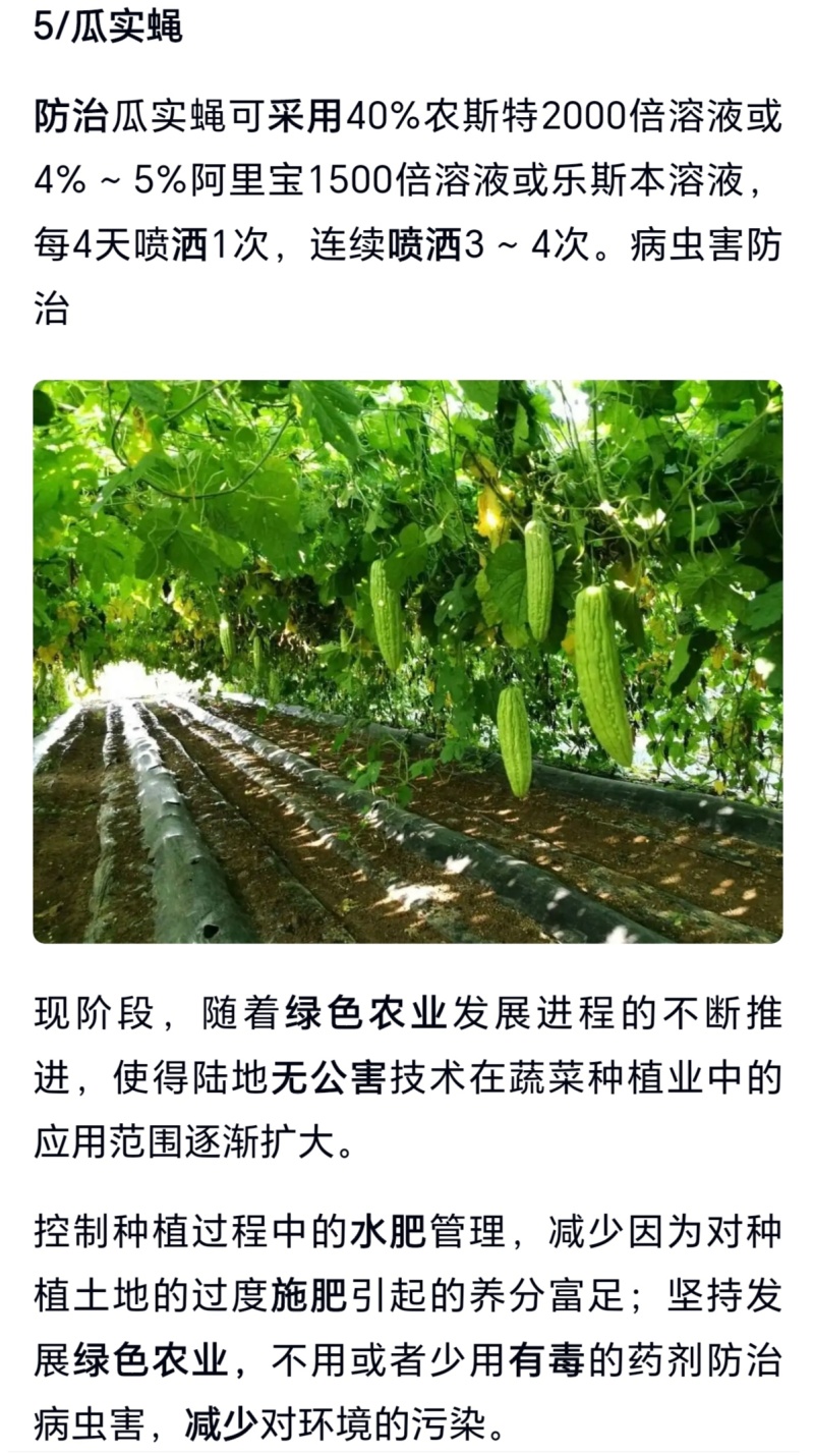 苦瓜苗