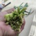 精品韭菜大量供应，需要联系，价格便宜。
