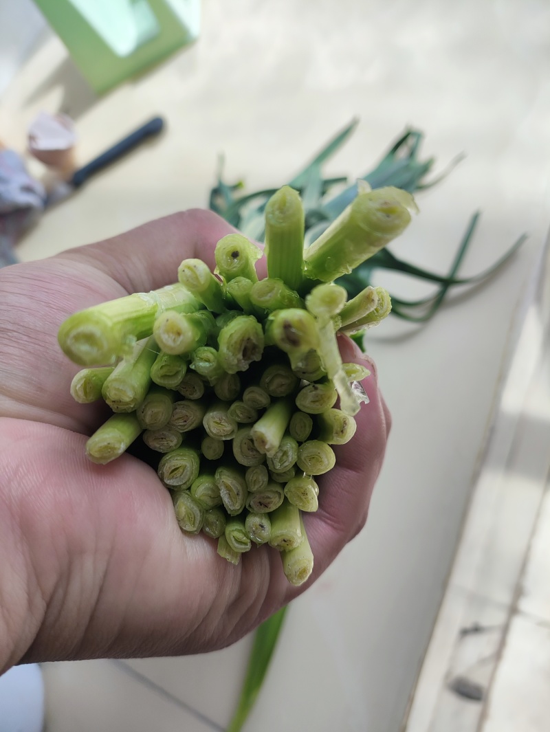 精品韭菜大量供应，需要联系，价格便宜。