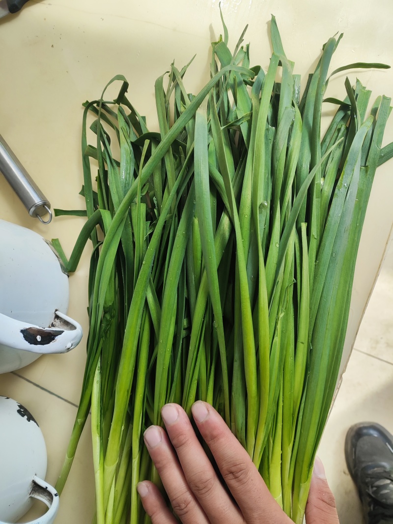精品韭菜大量供应，需要联系，价格便宜。