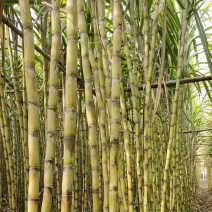 福建漳州水果甘蔗大量有货，欢迎来洽谈。