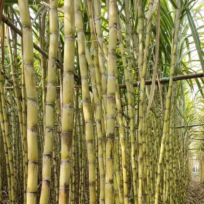 福建漳州水果甘蔗大量有货，欢迎来洽谈。