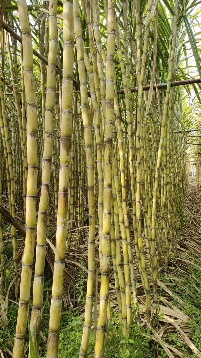 福建漳州水果甘蔗大量有货，欢迎来洽谈。