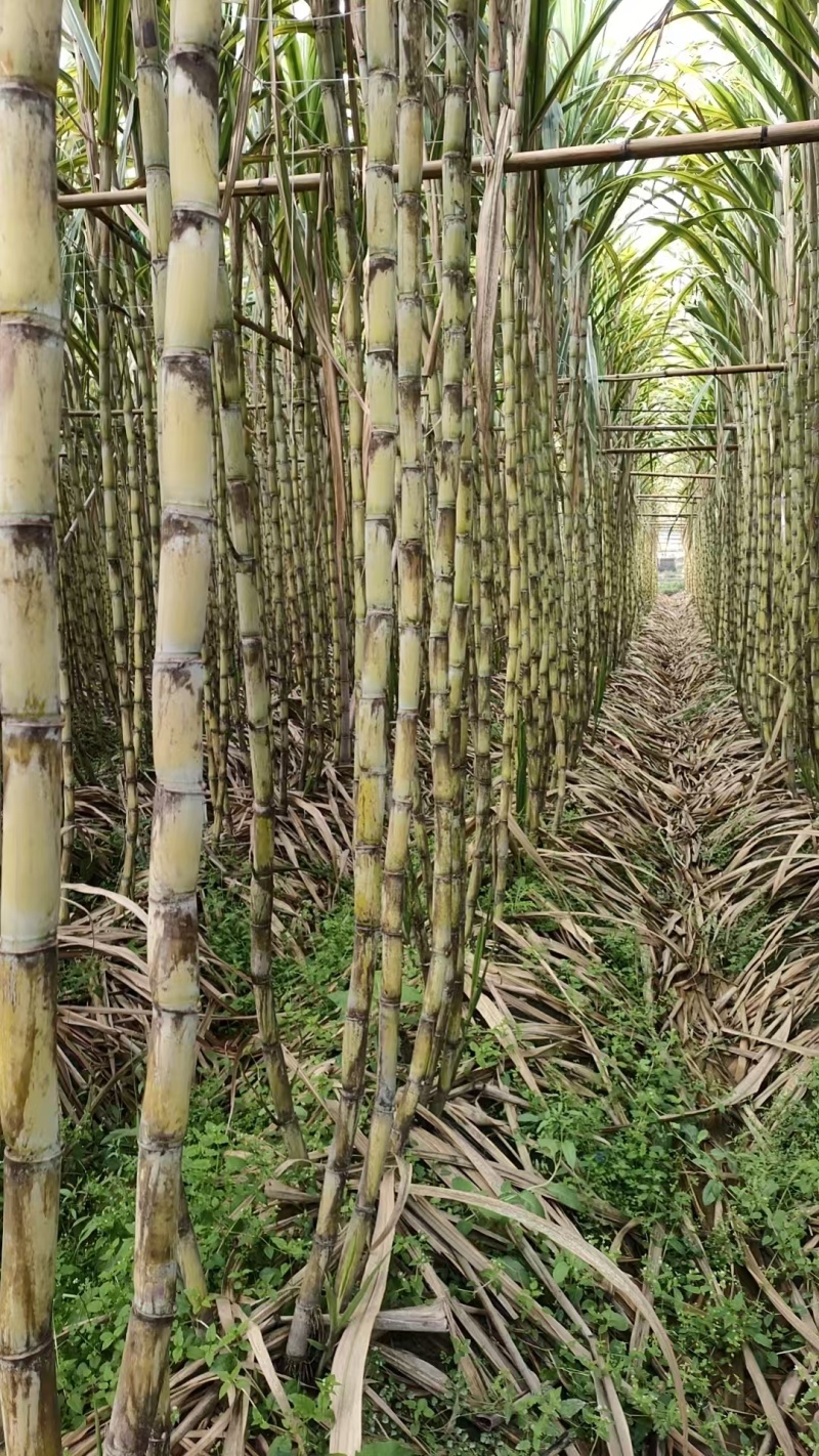 福建漳州水果甘蔗大量有货，欢迎来洽谈。