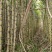 福建漳州水果甘蔗大量有货，欢迎来洽谈。