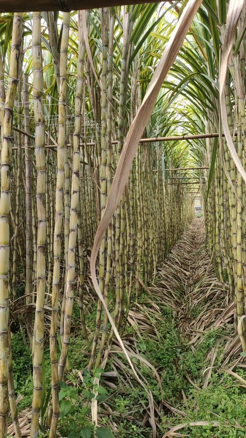 福建漳州水果甘蔗大量有货，欢迎来洽谈。