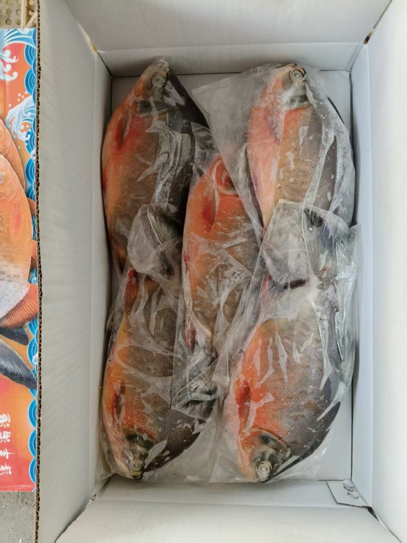 红鲳鱼