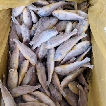 小黄花鱼