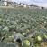 四川精品甘蓝大量上市品质保证一手货源量大从优