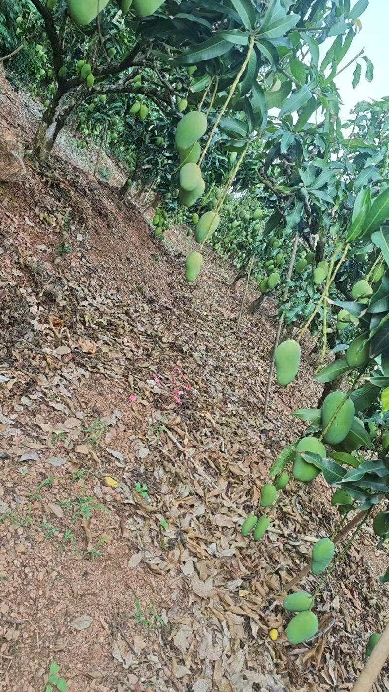 海南小台芒芒果产地直供货源充足对接批发商欢迎致电